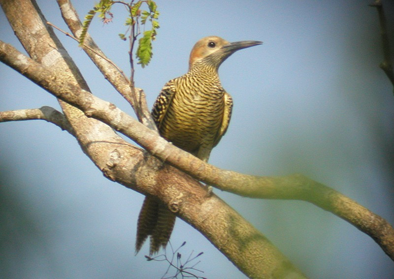 and with luck the endemic (and threatened) Fernandina’s Flicker, a species that walks, not hops, on the ground.