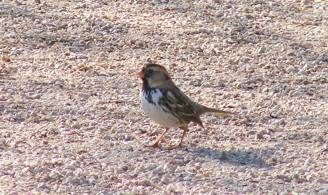 …as is the very local Harris’s Sparrow…
