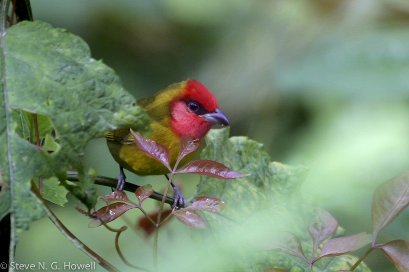 …home to a number of endemics and near endemics, including Red-headed Tanager… 
