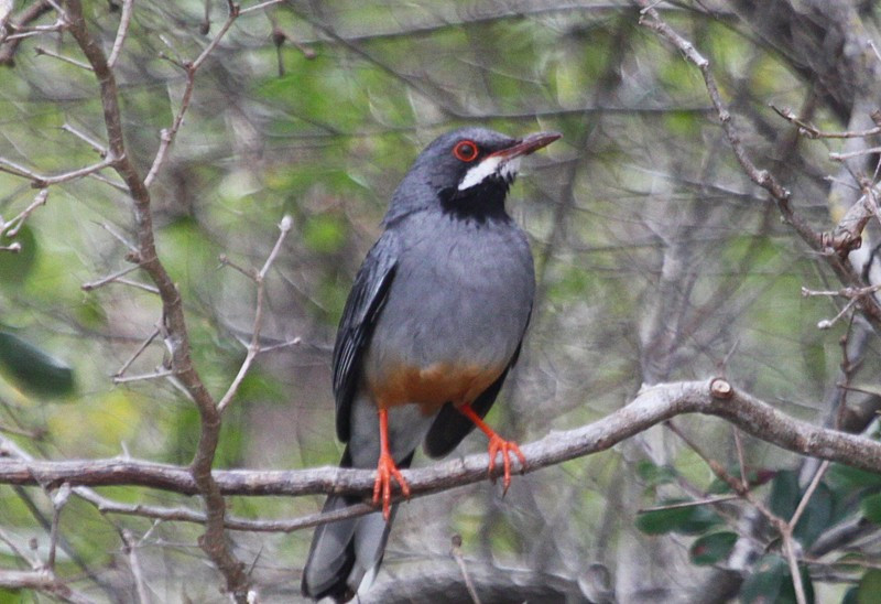 There will be birds on our hotel grounds, probably including Red-legged Thrush…
