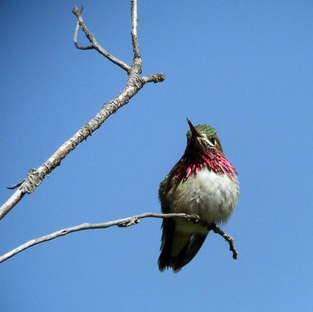 We’ll stop at willow-lined streams where the charming Calliope Hummingbird stakes out its territory…
