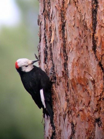 Woodpecker diversity is a highlight of this tour, White-headed Woodpecker always being a favorite…