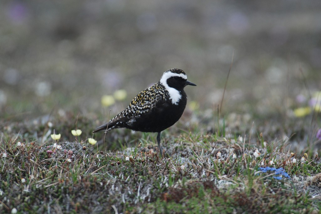 The tundra will be full of superb birds such as American Golden Plover…