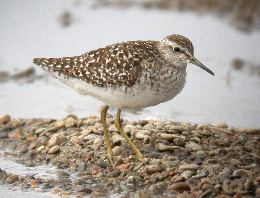 …and perhaps something less common such as Wood Sandpiper or…