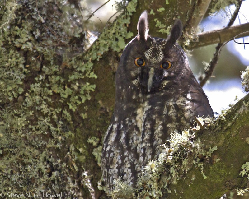 … and perhaps even a roosting Stygian Owl.