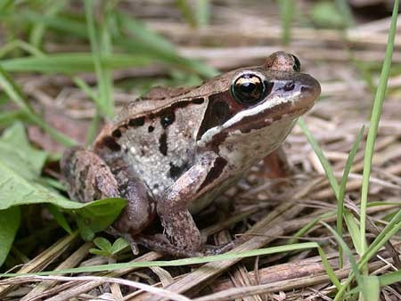 … and amphibians such as Wood Frogs…