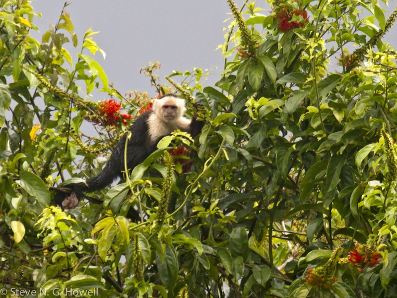 As well as birds, mammals possible on the tour include White-faced Capuchin…