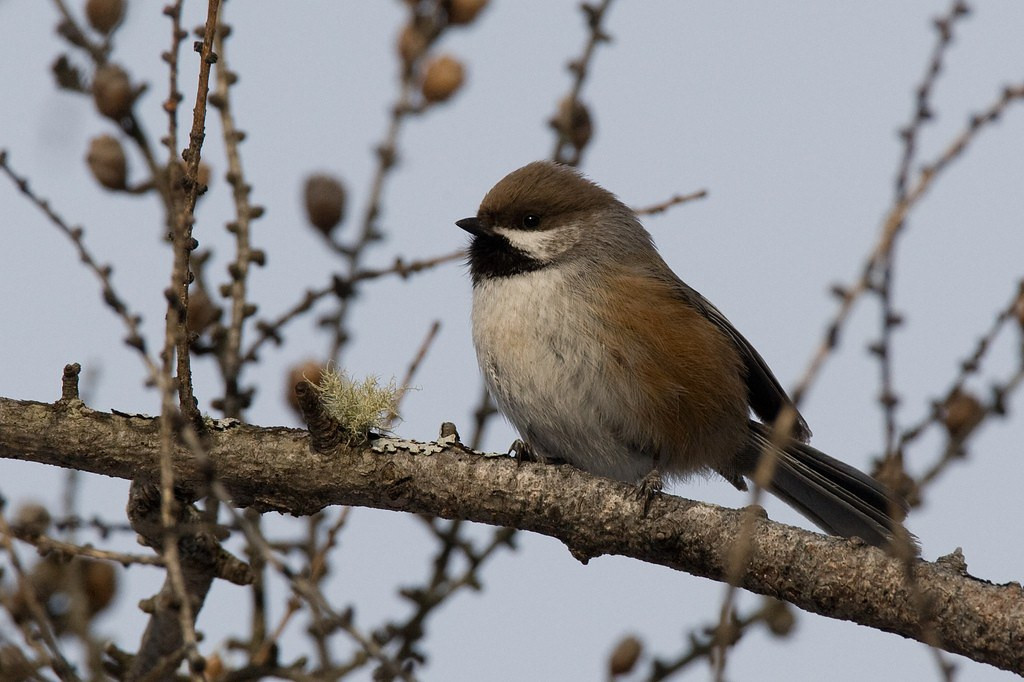 …listening for the sneezy calls of Boreal Chickadee…