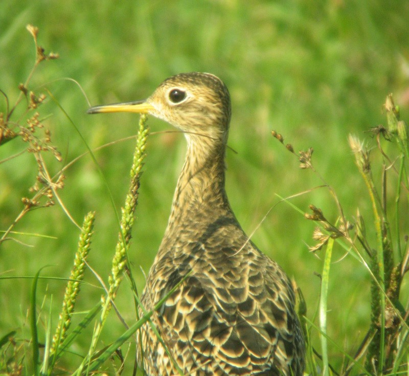 On our way north, we’ll look for Upland Sandpiper… 
