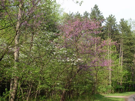 A bit further west lies the Oak Openings Region, a mixed region of oak woodland and small fields.  Here the redbuds and daffodils are in full bloom…
