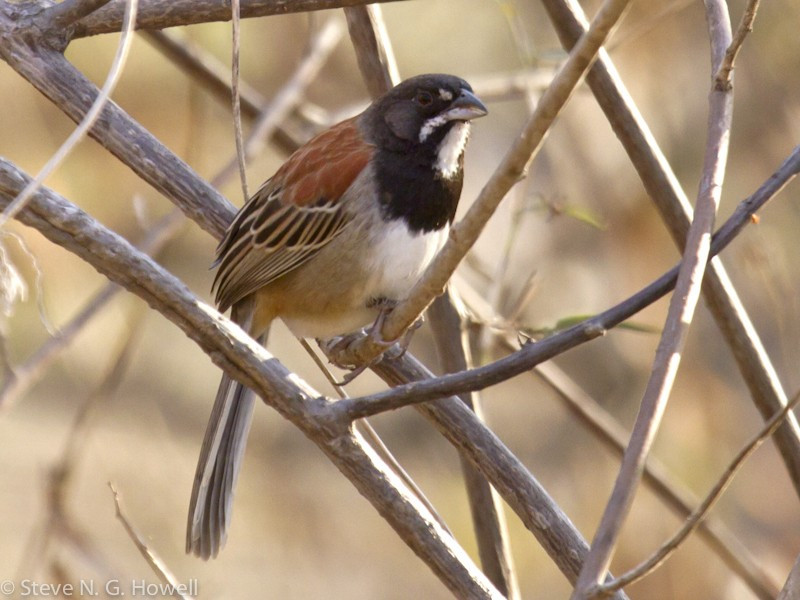 …the handsome and rather local Black-chested Sparrow…