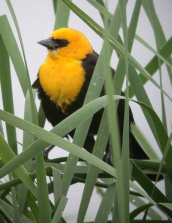 …and marshes teem with Yellow-headed Blackbirds…