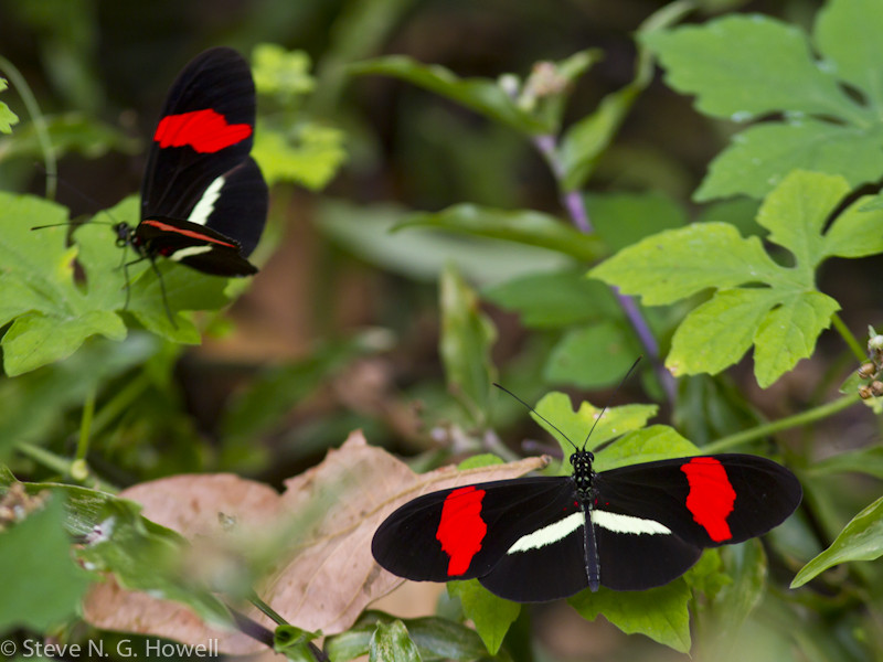 There’s more to San Blas than birds: here a Crimson-patch Longwing, one of many spectacular butterflies… (cw)