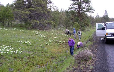 …or even a spontaneous stop to marvel at wildflowers such as White Mule-ears and Small Camas.