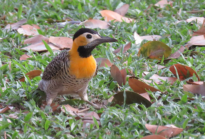 There are many birds at home in the open country that dominates here, such as Campo Flicker.