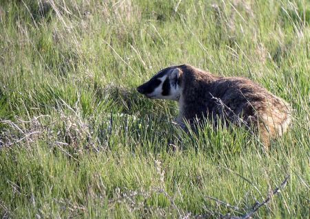 We’ll stop for mammals too. This American Badger was digging a burrow right by a state highway.