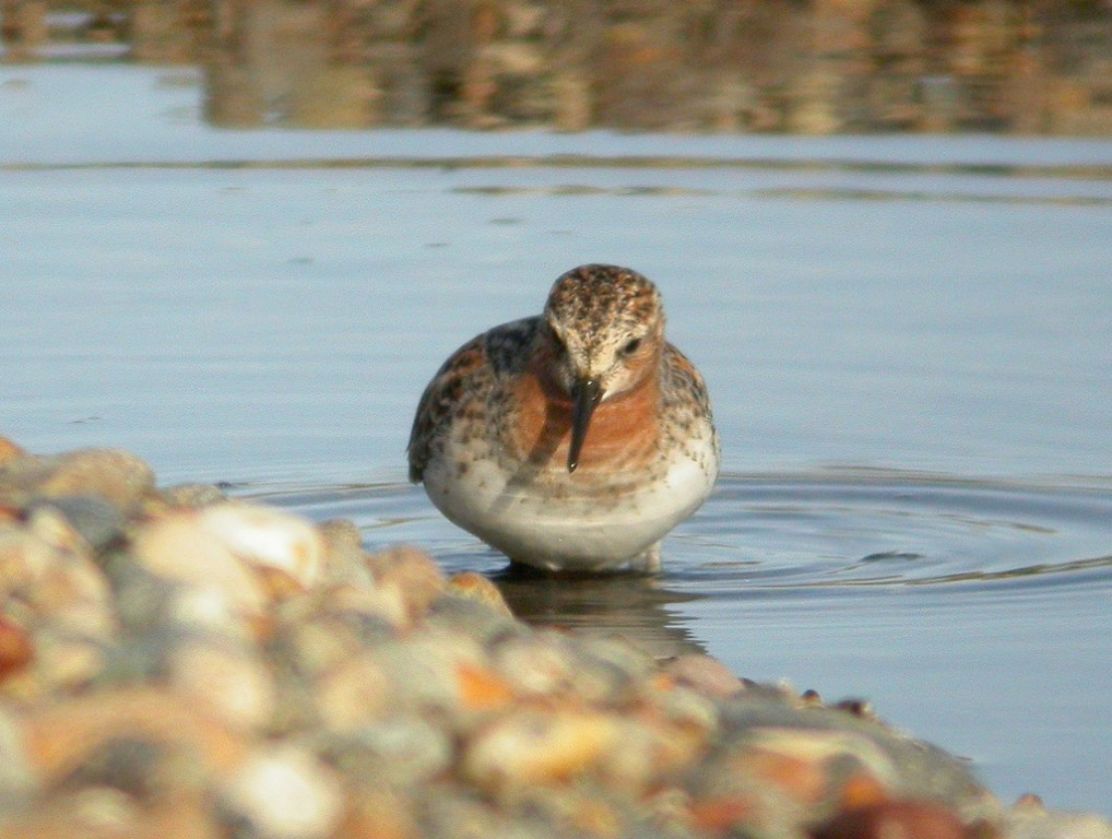 …the less common Red-necked Stint…