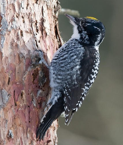 …or more  rarely American Three-toed Woodpeckers.