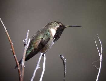 …Lucifer Hummingbird, here a belligerent male on a display perch.