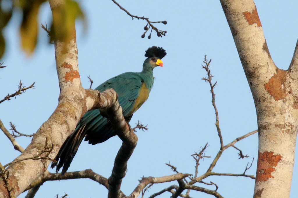 While in the trees above, Great Blue Turacos lumber through the branches in small flocks,  