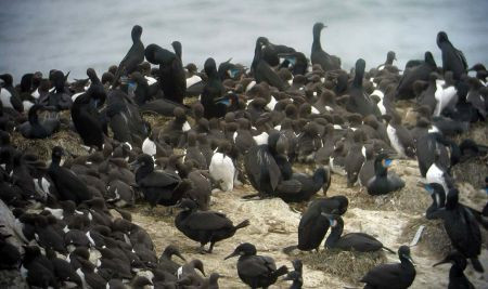 …and also stop at the colony at the Yaquina Head Outstanding Natural Area, where one can watch Common Murres and Brandt’s Cormorants just offshore.