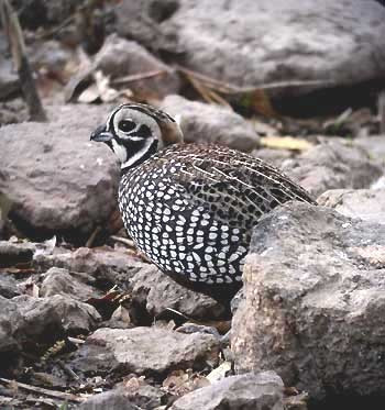 The Davis Mountain are cool and lovely too and are a great place to see the bizarre Montezuma Quail.
