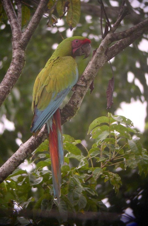 …possibly including both of Costa Rica’s macaw species, here a Great Green Macaw…