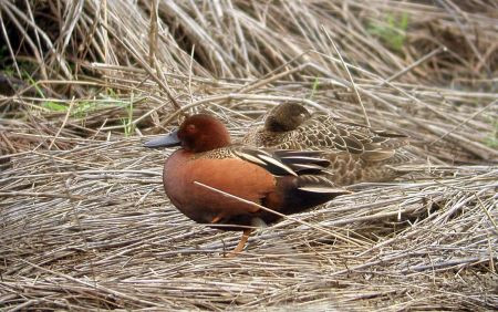 …and elegant Cinnamon Teal pairs are common.