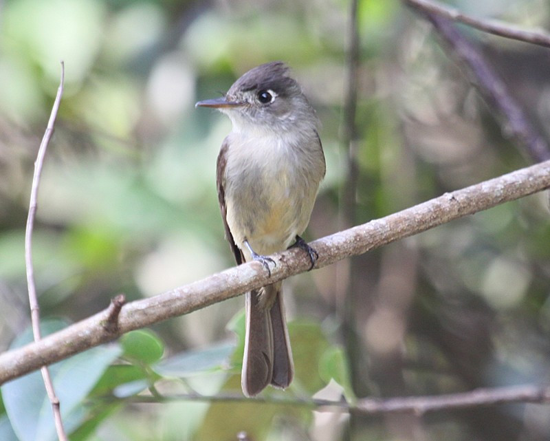…perhaps our first endemic, Cuban Pewee…