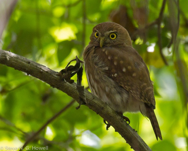 …the always popular Ferruginous Pygmy-Owl…