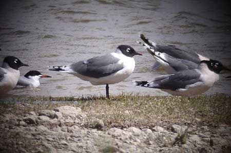 Water is a magnet and at places like Lake Balmorea, one can see almost anything; here a group of Franklin’s Gulls.