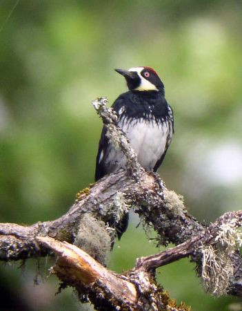 …along with Acorn Woodpecker…