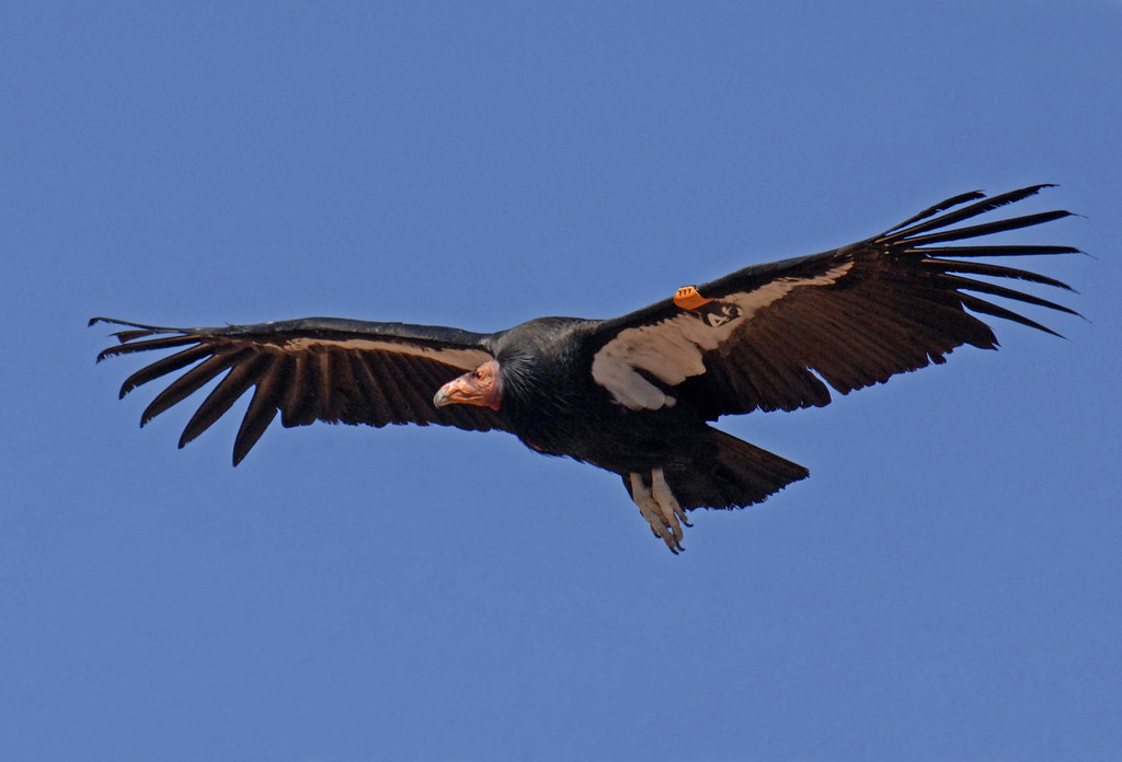 …where we’ll look for the re-introduced and magnificent California Condor… (azgfd)