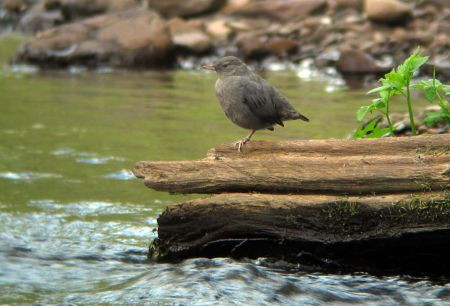 …to look for American Dipper…