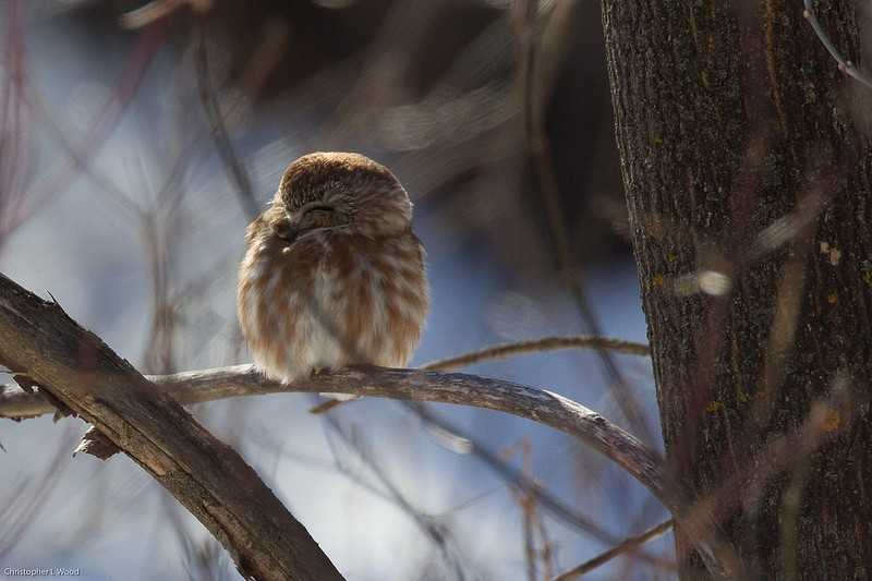 …but then even the Saw-whet Owls are well bundled.