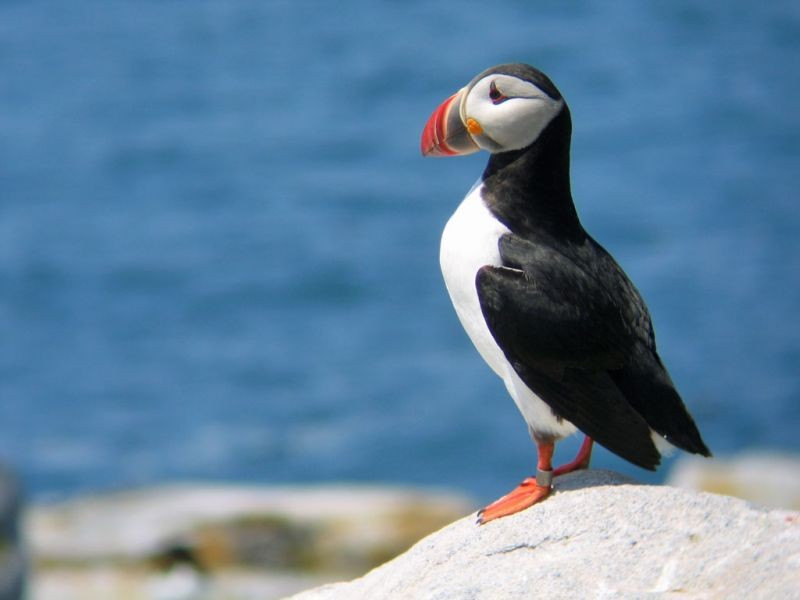 …and everyone’s favorite, the adorable (scientifically-speaking of course) Atlantic Puffin.