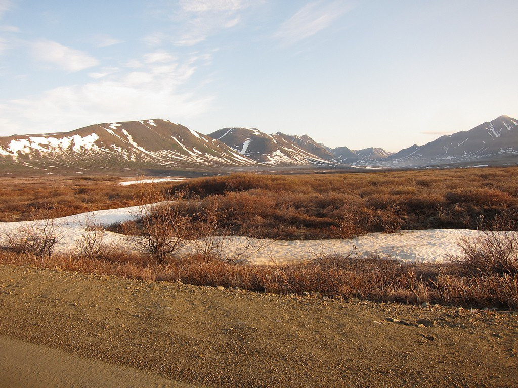 We’ll drive the roads out of Nome in search of birds such as…