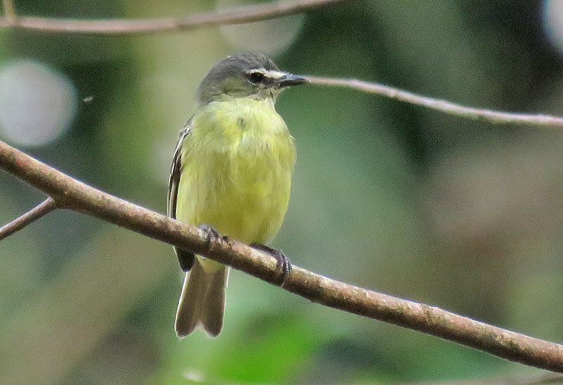 Along the jeep track below the lodge we’ll encounter many species of birds. White-lored Tyrannulet is one of the more commonly heard birds that we might see.