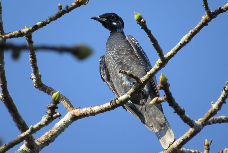 Bare-necked Fruitcrow is a canopy dweller, like many other cotingas.