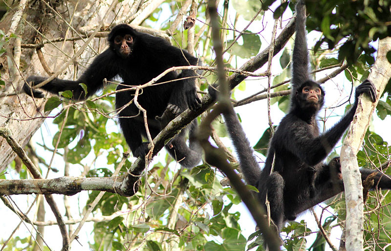 There is also a high diversity of mammals here, and we’ll pause in our birding to admire them, such as these Peruvian Spider Monkeys.