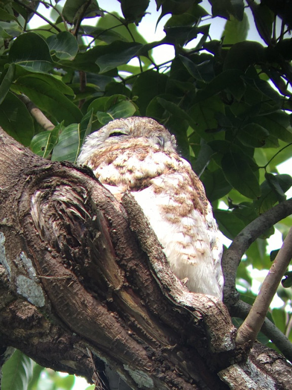 …and perhaps even the cherubic Great Potoo.
