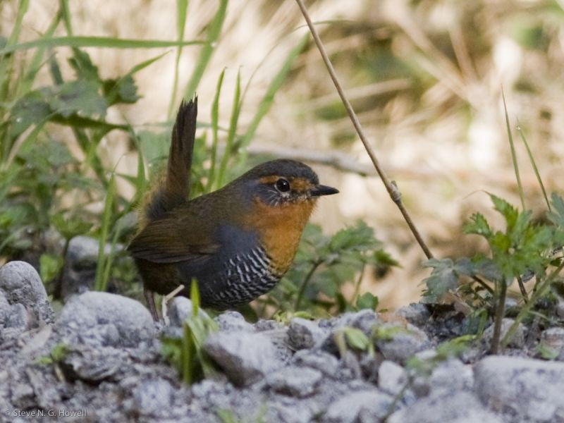 This area also hosts the onomatopoeic Chucao Tapaculo…