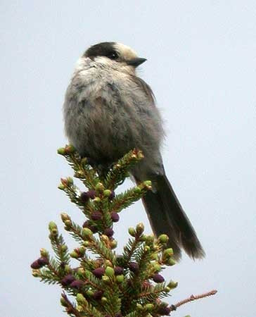 At this time of year adult Gray Jays are followed by…