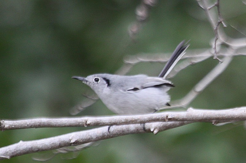 The distinctive and very local Cuban Gnatcatcher can be found fairly easily on Cayo Coco…
