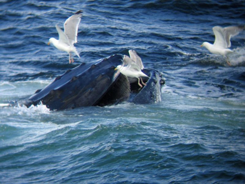 …and take another trip offshore for shearwaters and whales, bringing our tour to close.