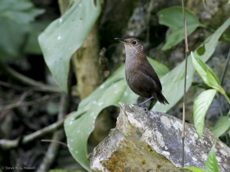 …and the very local Nava’s Wren, perhaps never photographed prior to our 2007 tour!