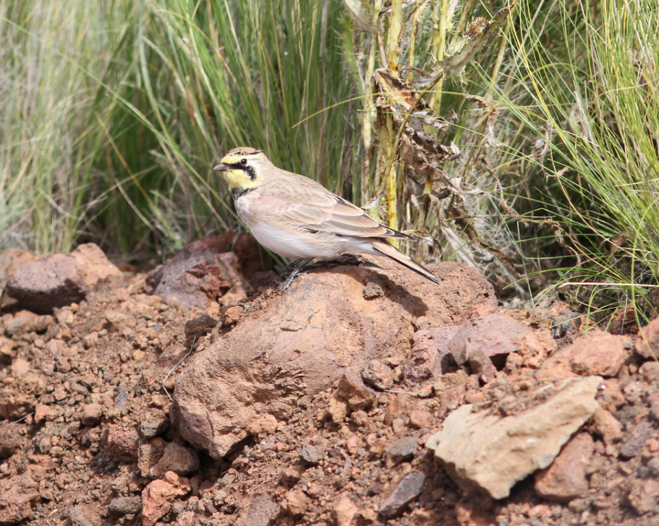 … and accompanying Horned Larks.