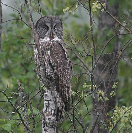 …and, of course, the Great Gray Owl.
