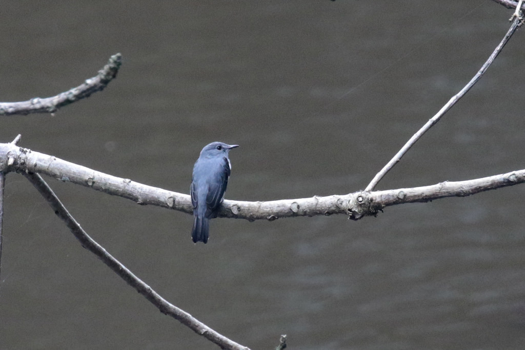 Cassin’s Flycatcher hunts over the river by the camp,