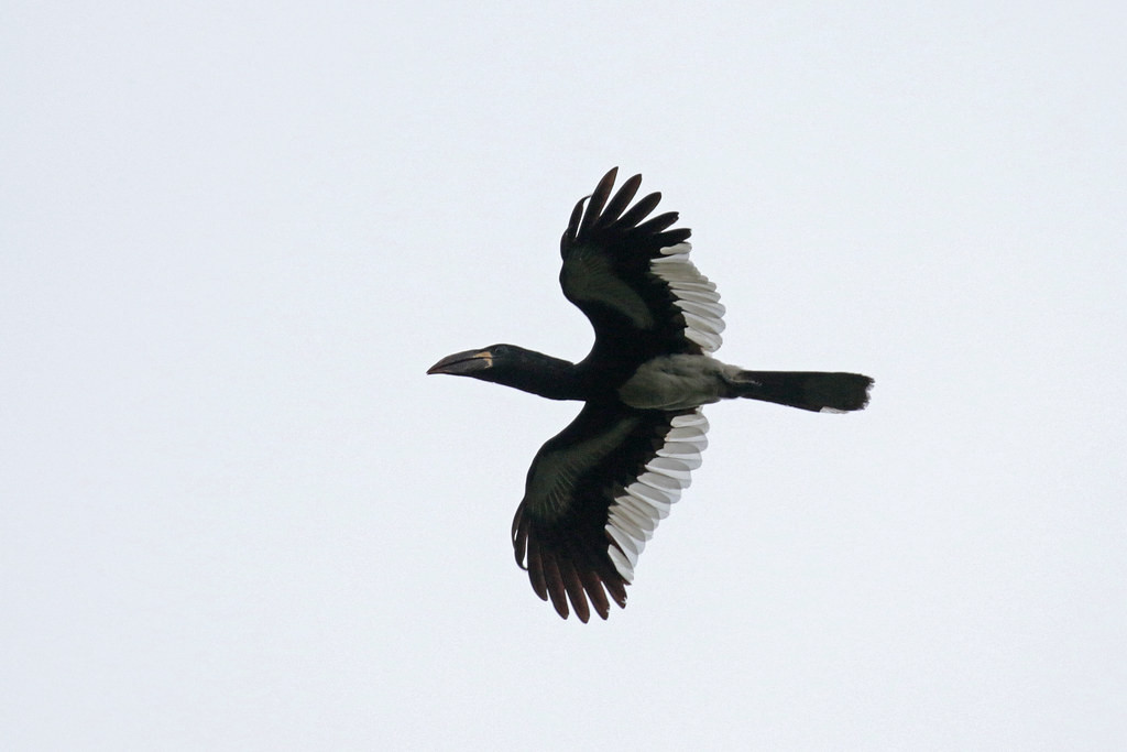 Groups of Piping Hornbills can be a feature of Ankasa,